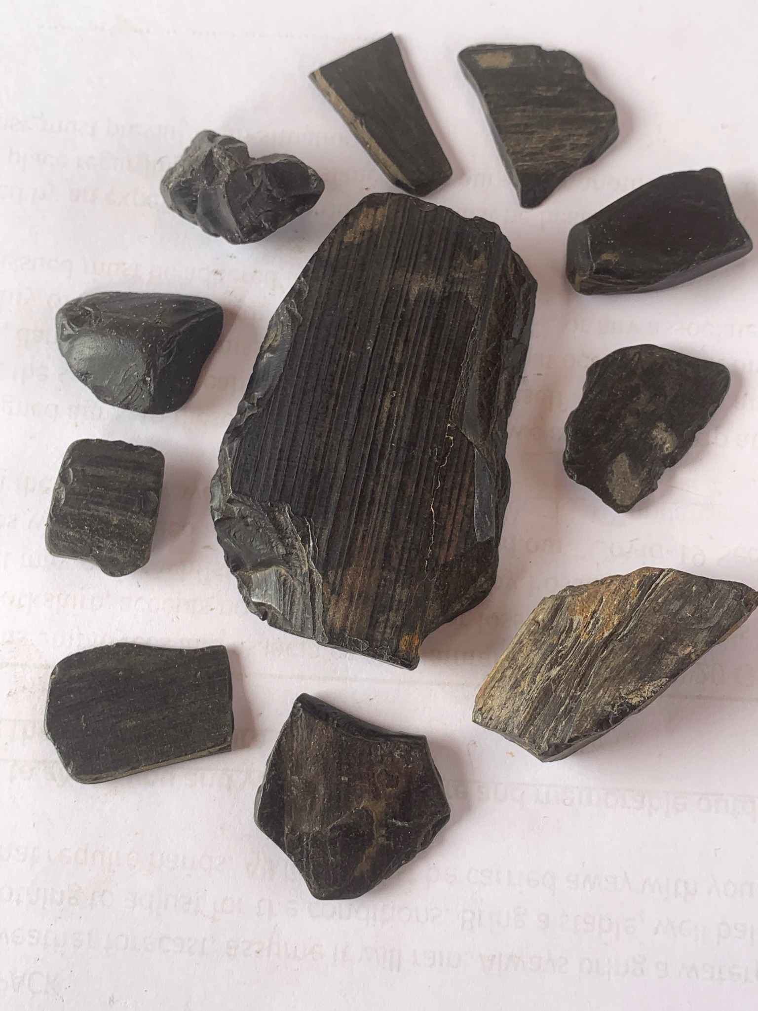 Discovering the fossils of Whitby - Yorkshire Coast Rocks!