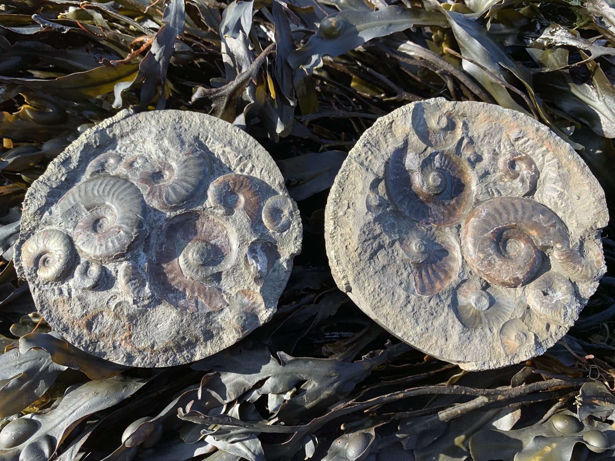 Discovering the fossils of Whitby - Yorkshire Coast Rocks!